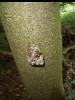 Weinbergschnecke