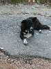 Stefans Hund
