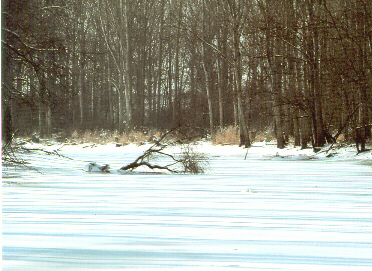 Foto: Rolf B&auml;ppler aus: Rheinauen-Bedrohtes Paradies am Oberrhein
